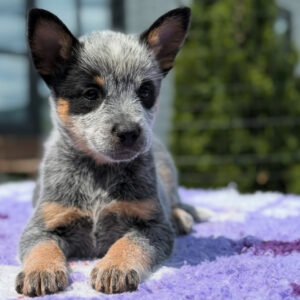 Charlie-Male Blue Heeler Puppies