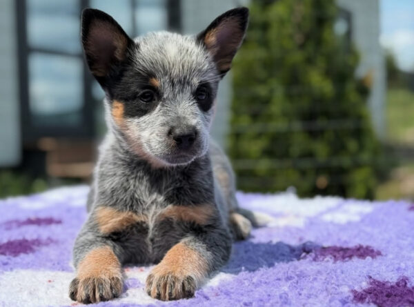 Charlie-Male Blue Heeler Puppies