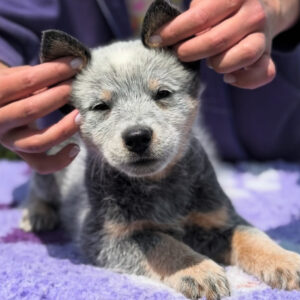 Luna-Female Blue Heeler Puppies