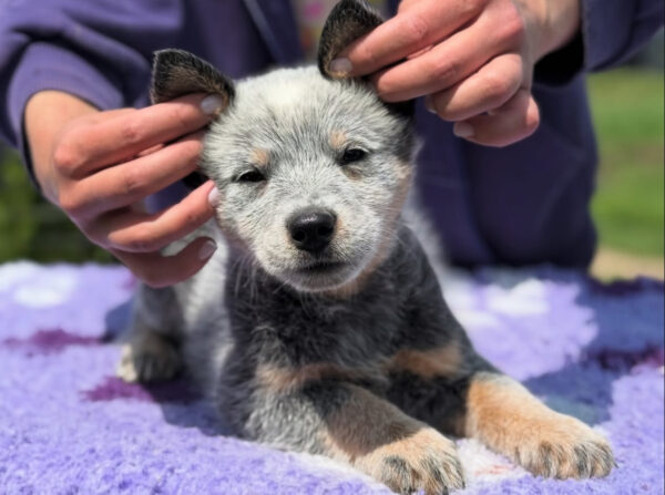 Luna-Female Blue Heeler Puppies