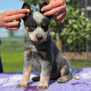 Kiwi-Male Blue Heeler Puppies