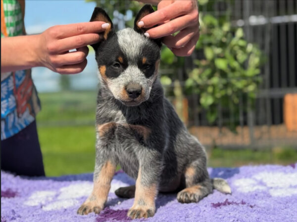 Poppy-Male Blue Heeler Puppies