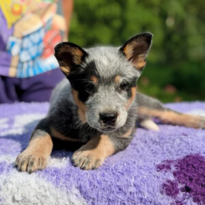 Bluey-Female Blue Heeler Puppies