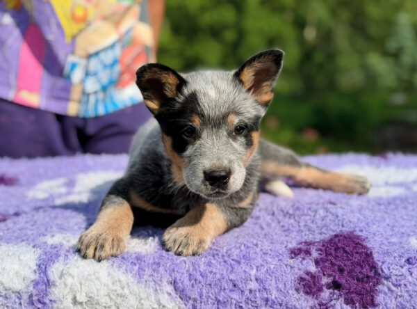Bluey-Female Blue Heeler Puppies