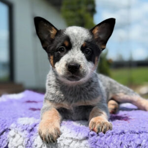 Archie-Female Blue Heeler Puppies