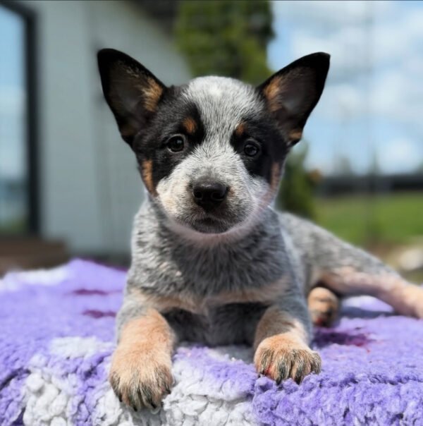 Archie-Female Blue Heeler Puppies