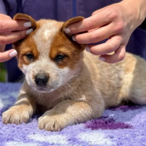 Ace-Male Purebred Red Heeler Puppies
