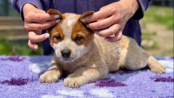 Ace-Male Purebred Red Heeler Puppies