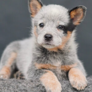Bella-Female Blue Heeler Puppies
