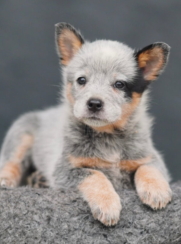 Bella-Female Blue Heeler Puppies