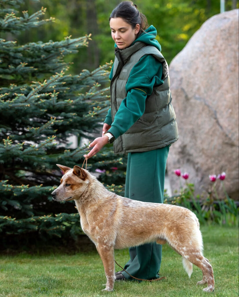 blue heeler puppies for sale