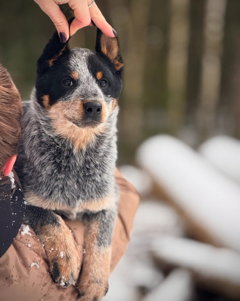 blue heeler puppies for sale