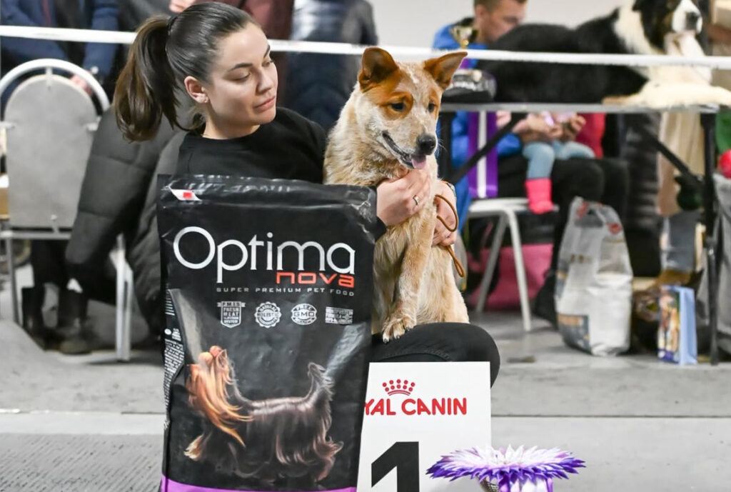 blue heeler puppies for sale