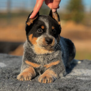 Buddy-Male Blue Heeler Puppies