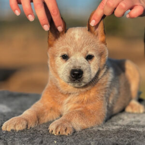 Coco-Female Red Heeler Puppies