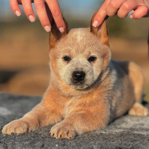 Coco-Female Red Heeler Puppies