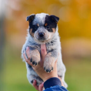 Alice-Female Blue Heeler Puppies