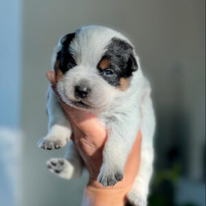 Mike-Male Purebred Blue Heeler Puppies