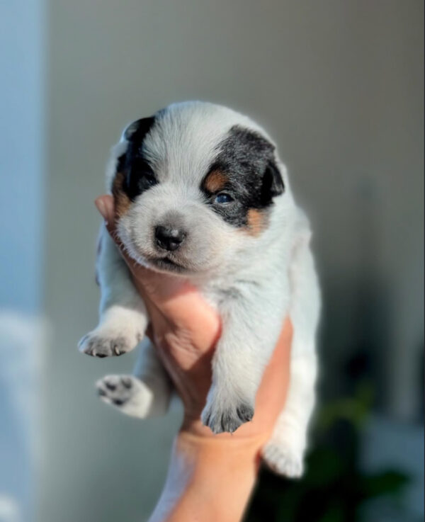 Mike-Male Purebred Blue Heeler Puppies