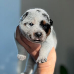 Teddy-Female Purebred Blue Heeler Puppies