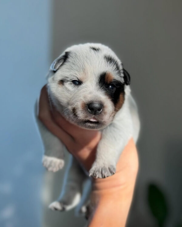 Teddy-Female Purebred Blue Heeler Puppies