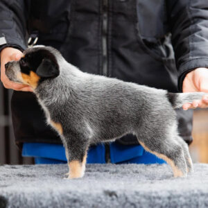 Sydney-Male Blue Heeler Puppies