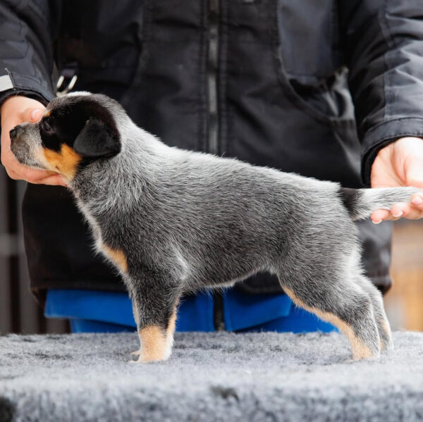 Sydney-Male Blue Heeler Puppies