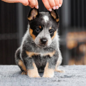 Milo-Male Blue Heeler Puppies