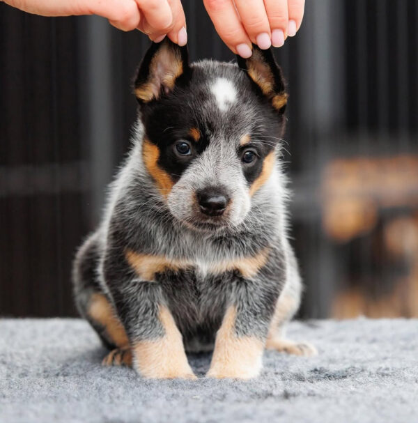 Milo-Male Blue Heeler Puppies