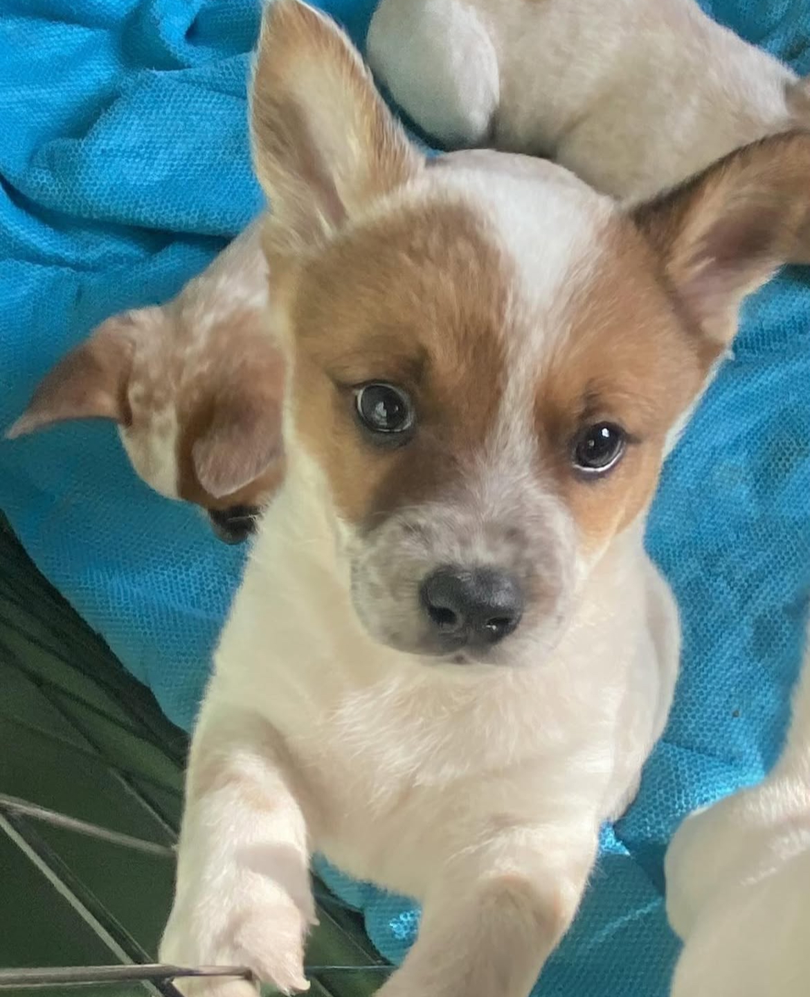 coco female red heeler puppies coco female red heeler puppies