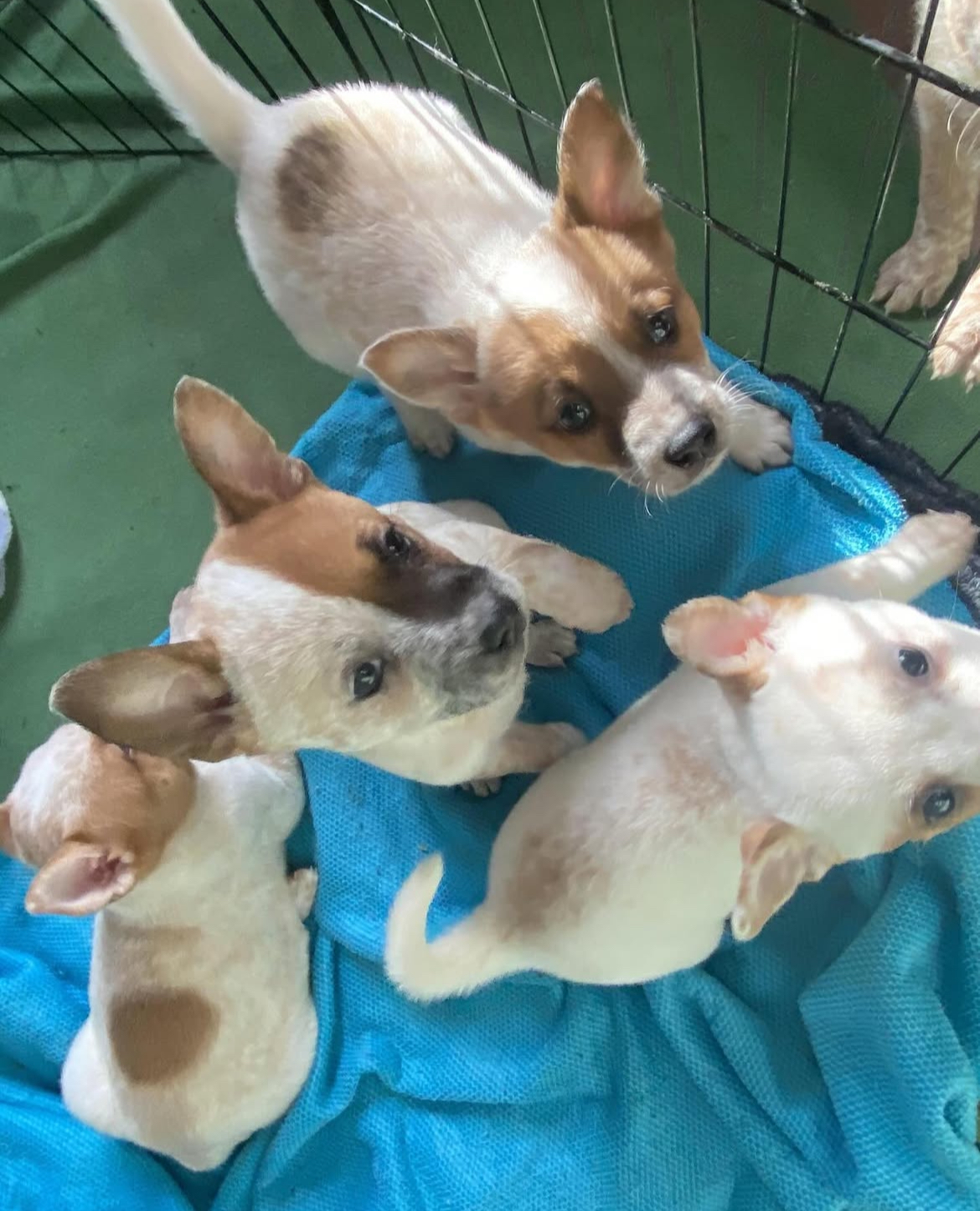 coco female red heeler puppies coco female red heeler puppies