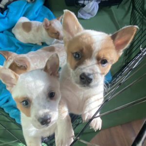 coco female red heeler puppies