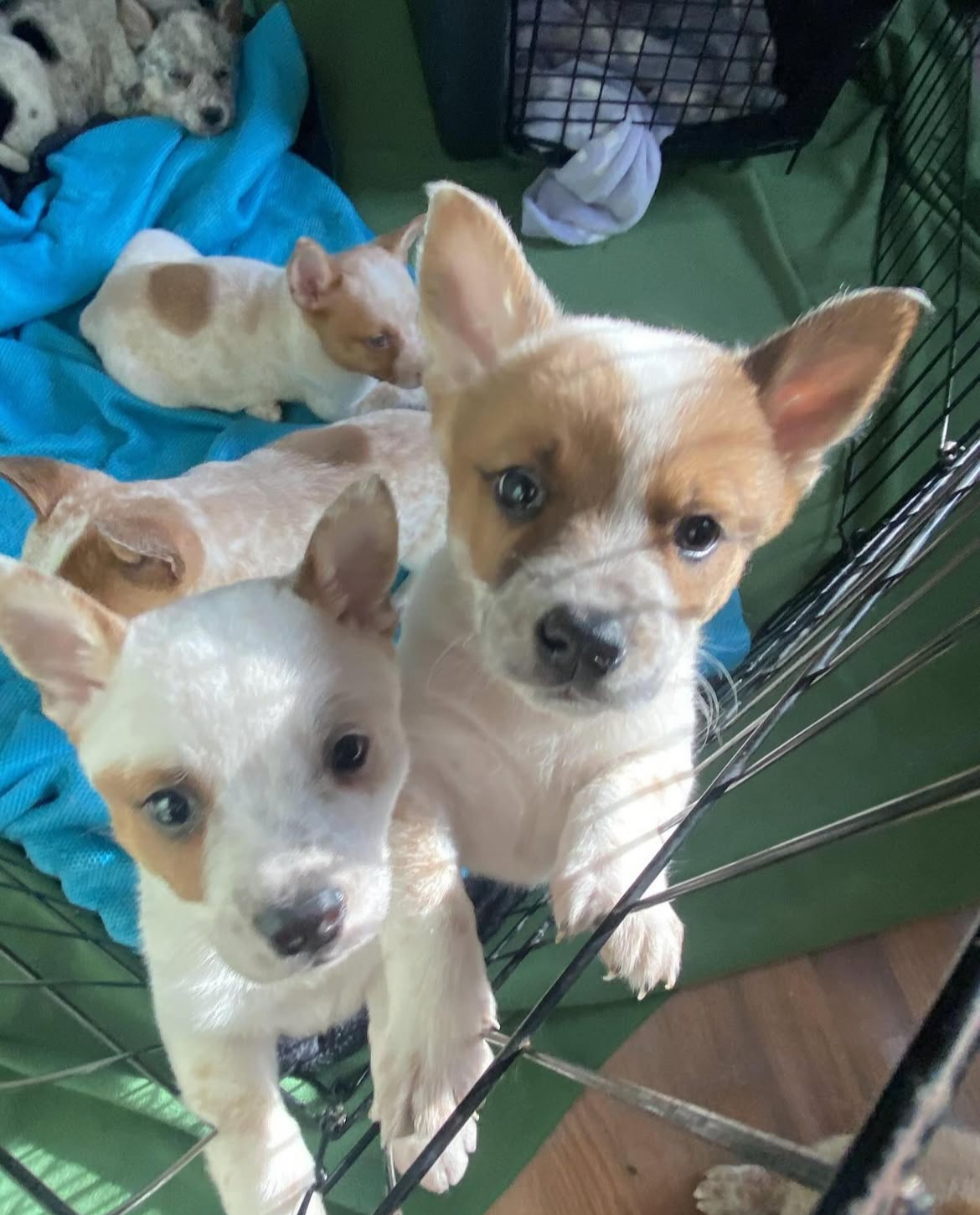 coco female red heeler puppies coco female red heeler puppies