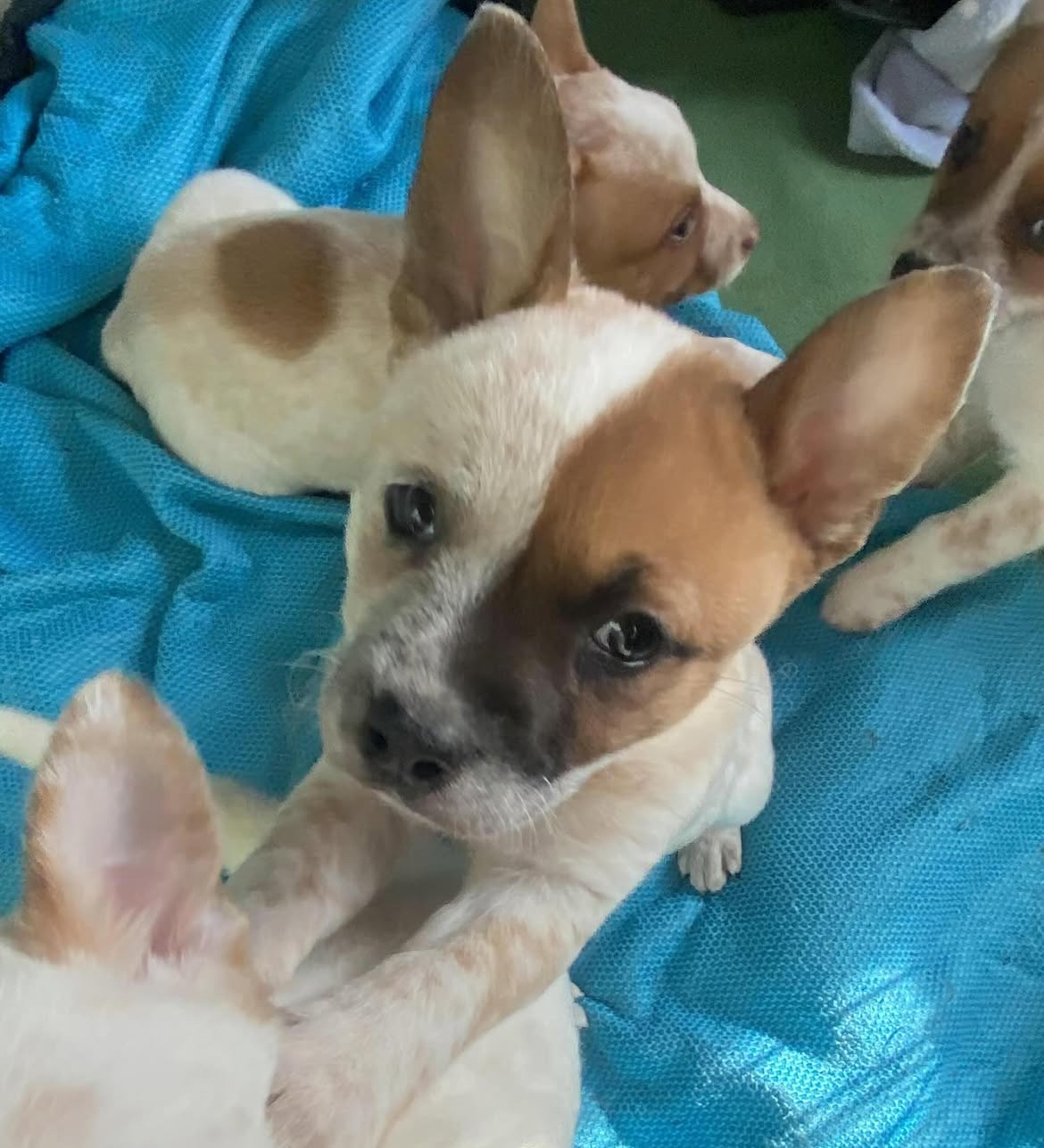 coco female red heeler puppies coco female red heeler puppies