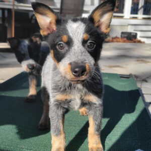 Alia-Female Blue Heeler Puppies for Sale